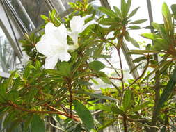 Imagem de Rhododendron boninense Nakai