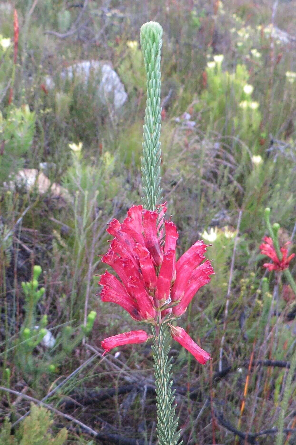 Image of Erica regia subsp. mariae (Guthrie & Bolus) E. G. H. Oliv. & I. M. Oliv.