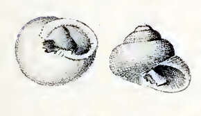 Image of Clanculus albanyensis Jansen 1995