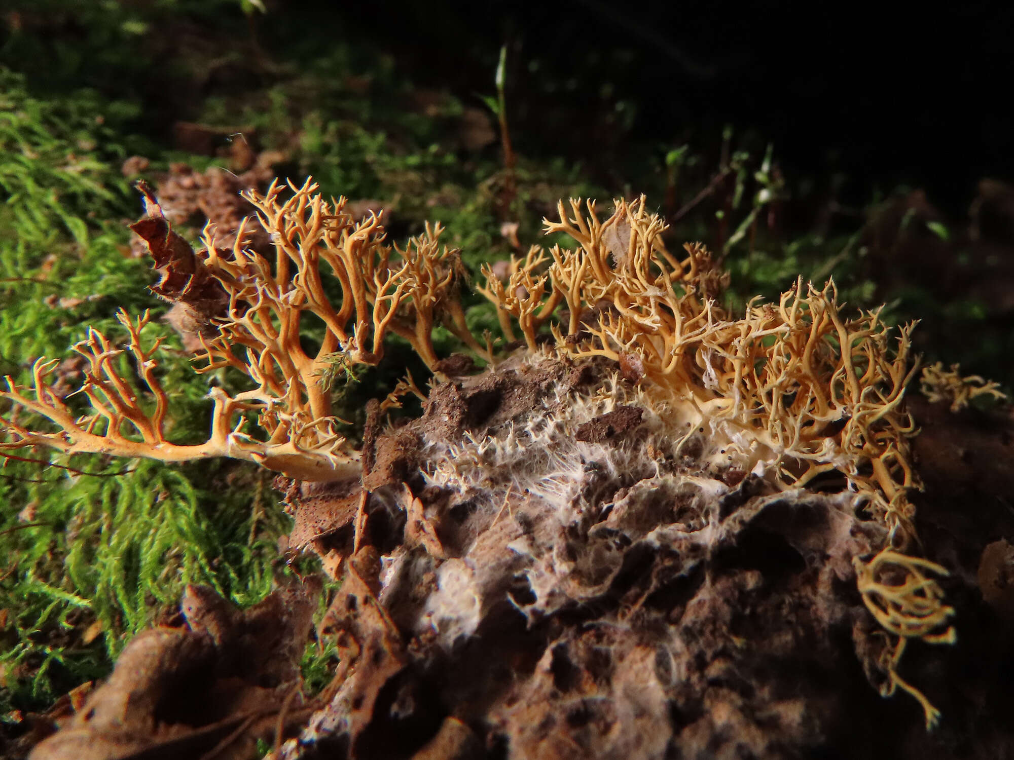 Phaeoclavulina myceliosa resmi