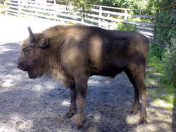 Image of European Bison