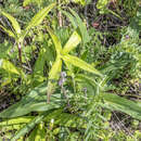 صورة Gentiana macrophylla Pall.