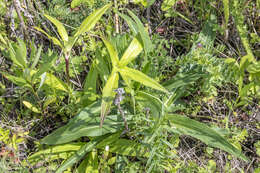 صورة Gentiana macrophylla Pall.