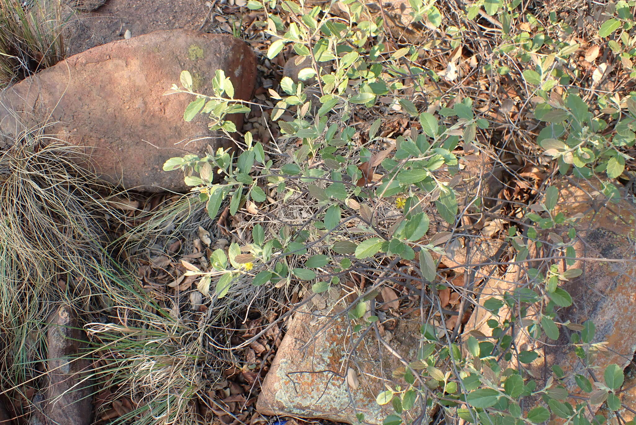 Image of Grewia rogersii Burtt Davy & Greenway