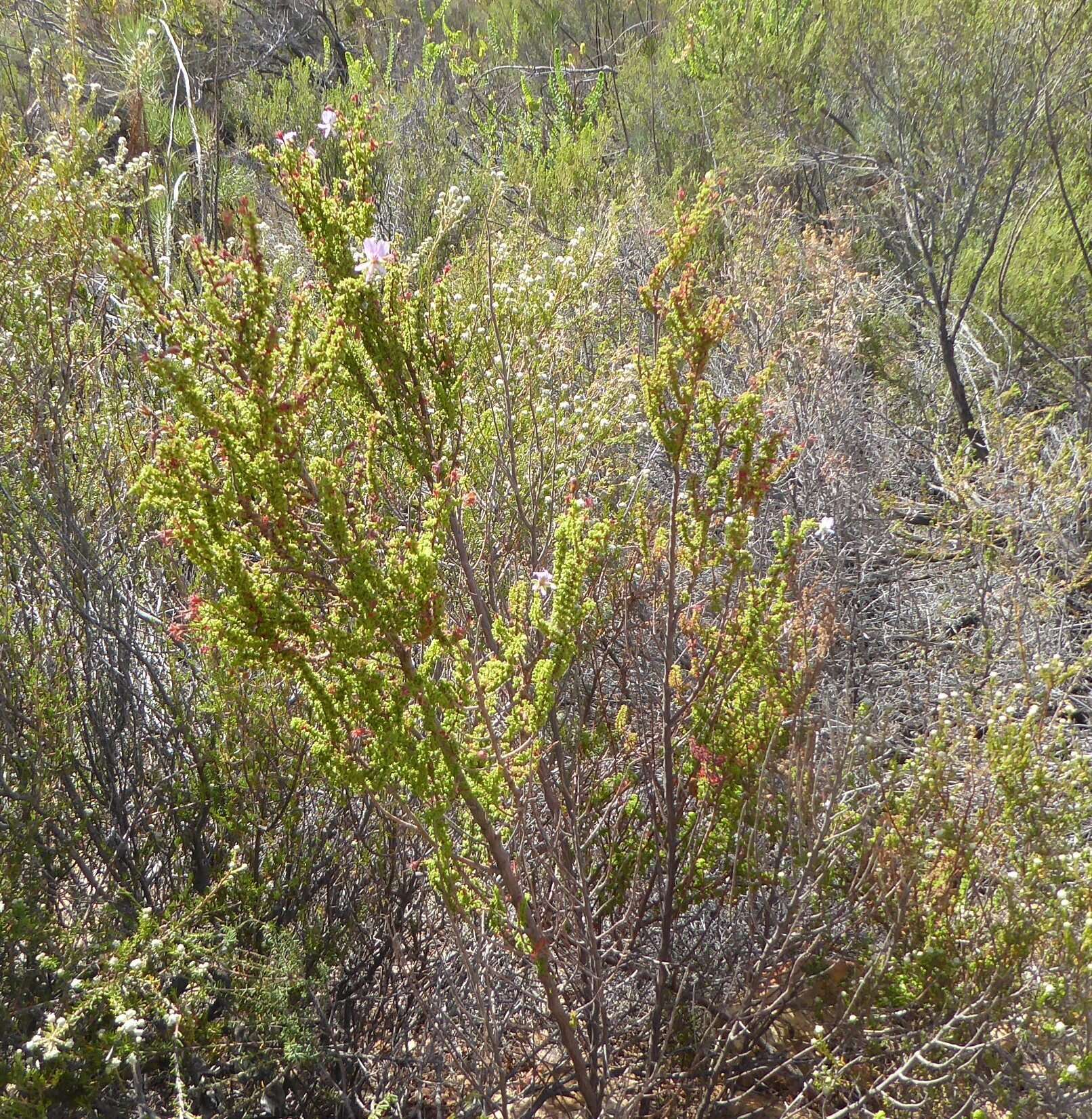 Image of Pelargonium crispum (Berg.) L'Her.