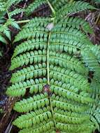 Image of Hawaii Potato Fern