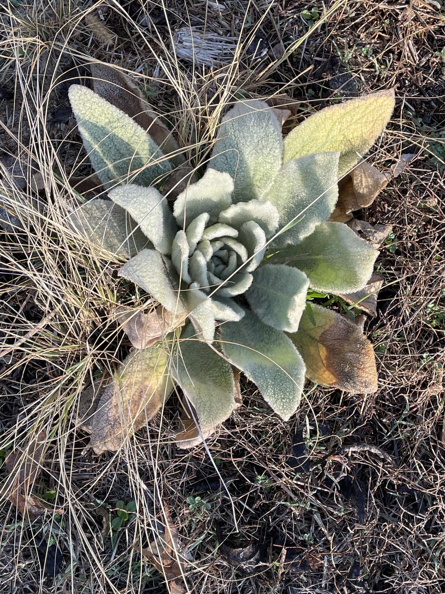 Image of Verbascum thapsus subsp. thapsus