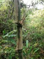 Image of American long-leaved bamboo