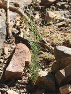 Image de Schkuhria pinnata (Lam.) O. Kuntze