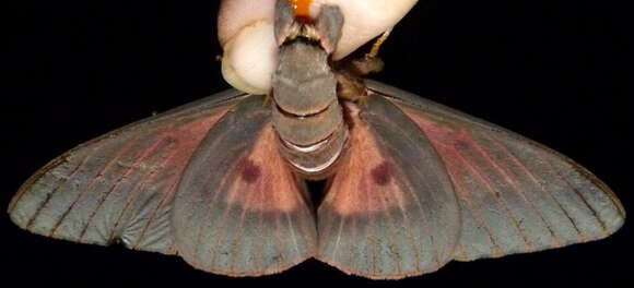 Image of Pine Devil Moth