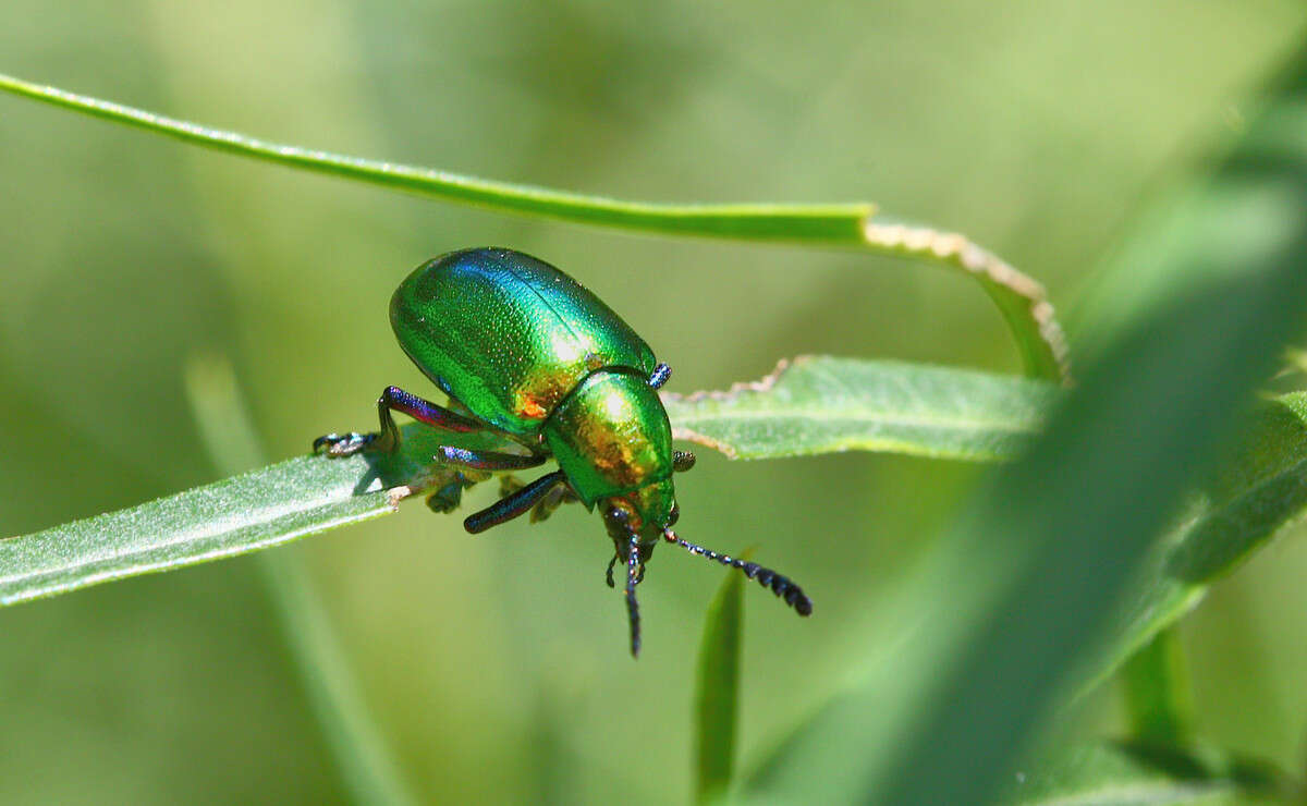 <i>Platycorynus dejeani</i>的圖片