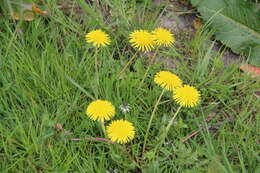 Image of Common Dandelion