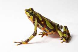 Image of Clown Frog