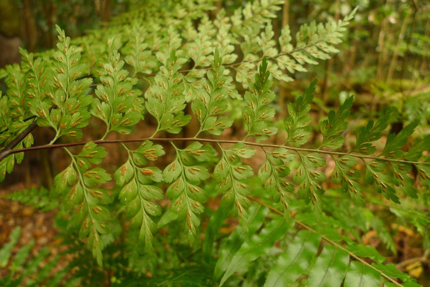 Image of Johnstone River fern