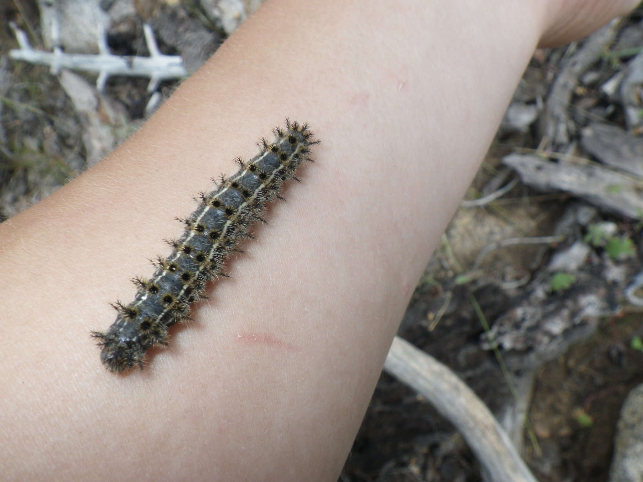 Image of Western Sheepmoth