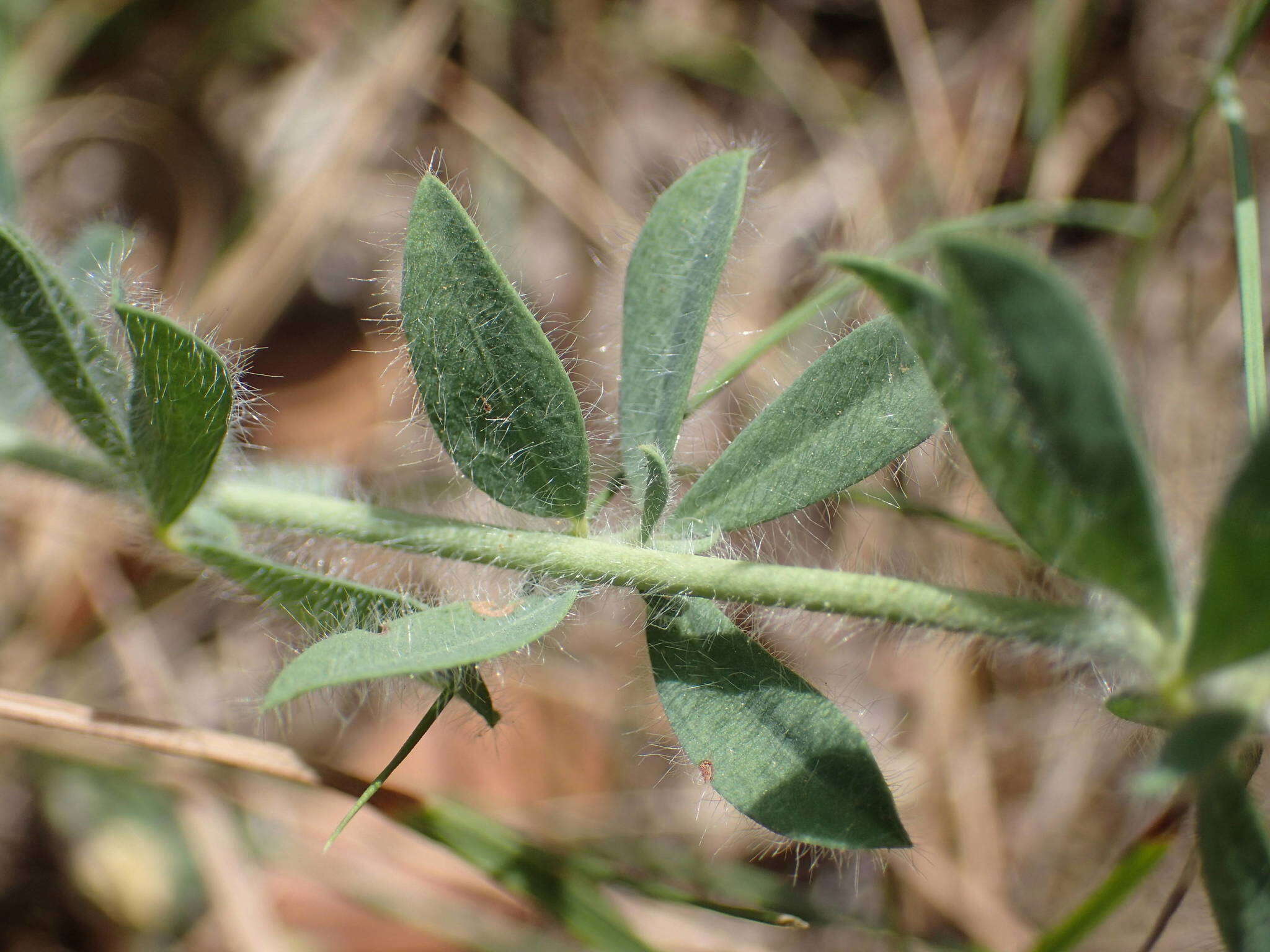 Image of hairy canary-clover