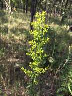 Image of Solidago speciosa subsp. speciosa