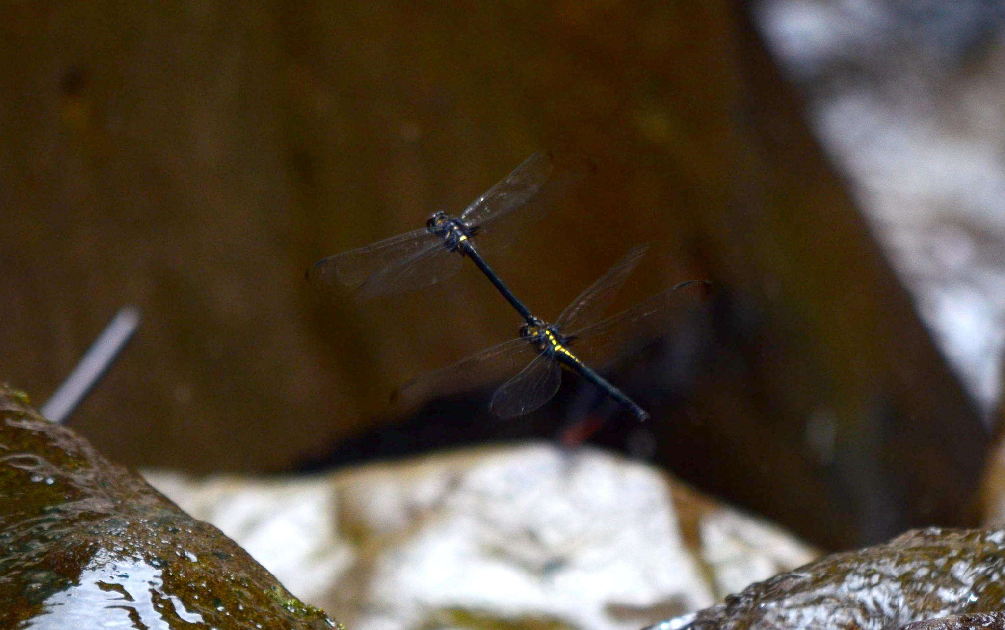 Image of Zygonyx takasago Asahina 1966