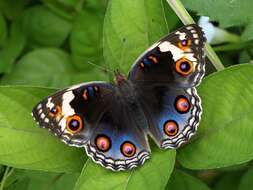 Image of Junonia orithya wallacei Distant 1883