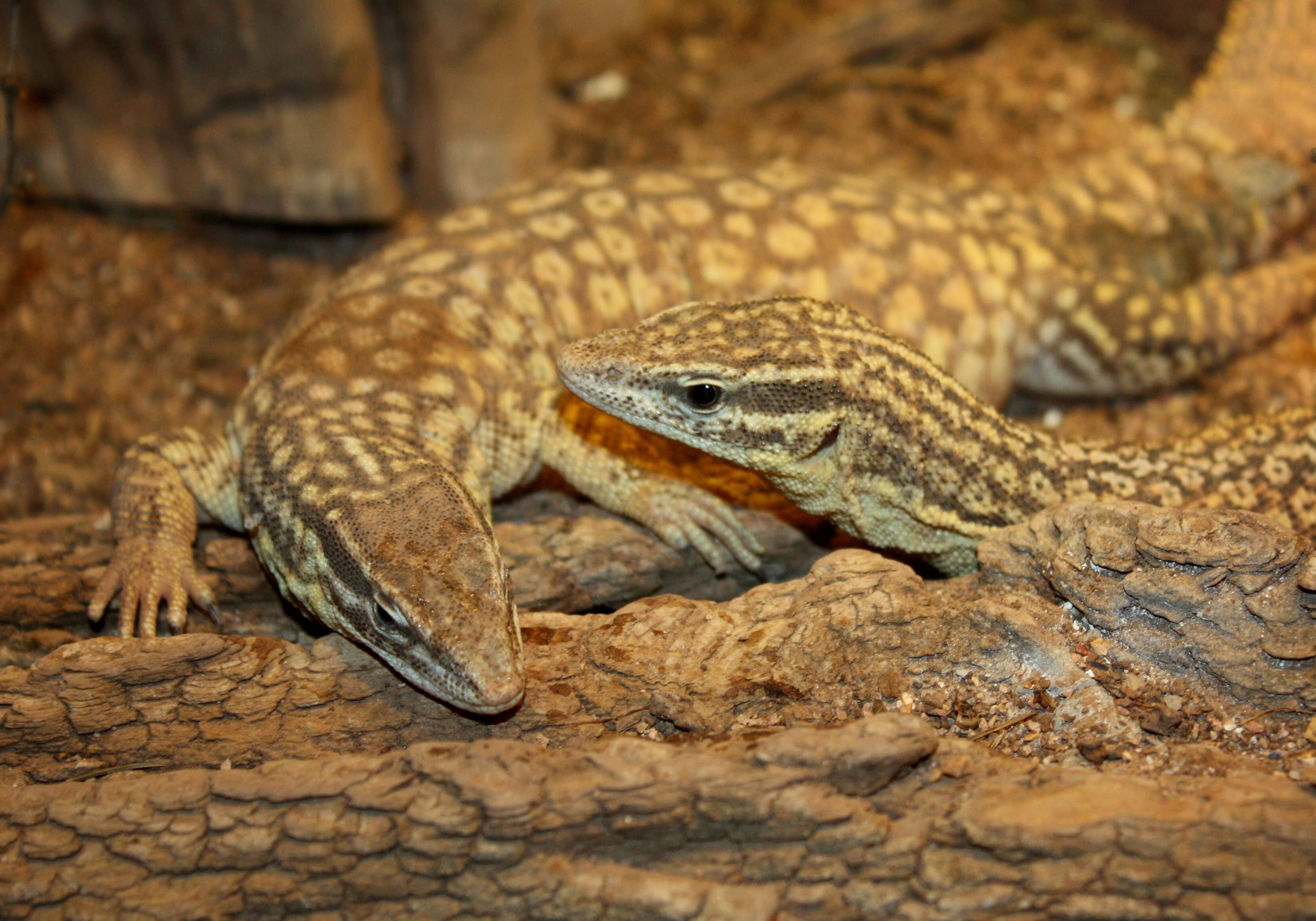 Image of ridge-tailed monitor