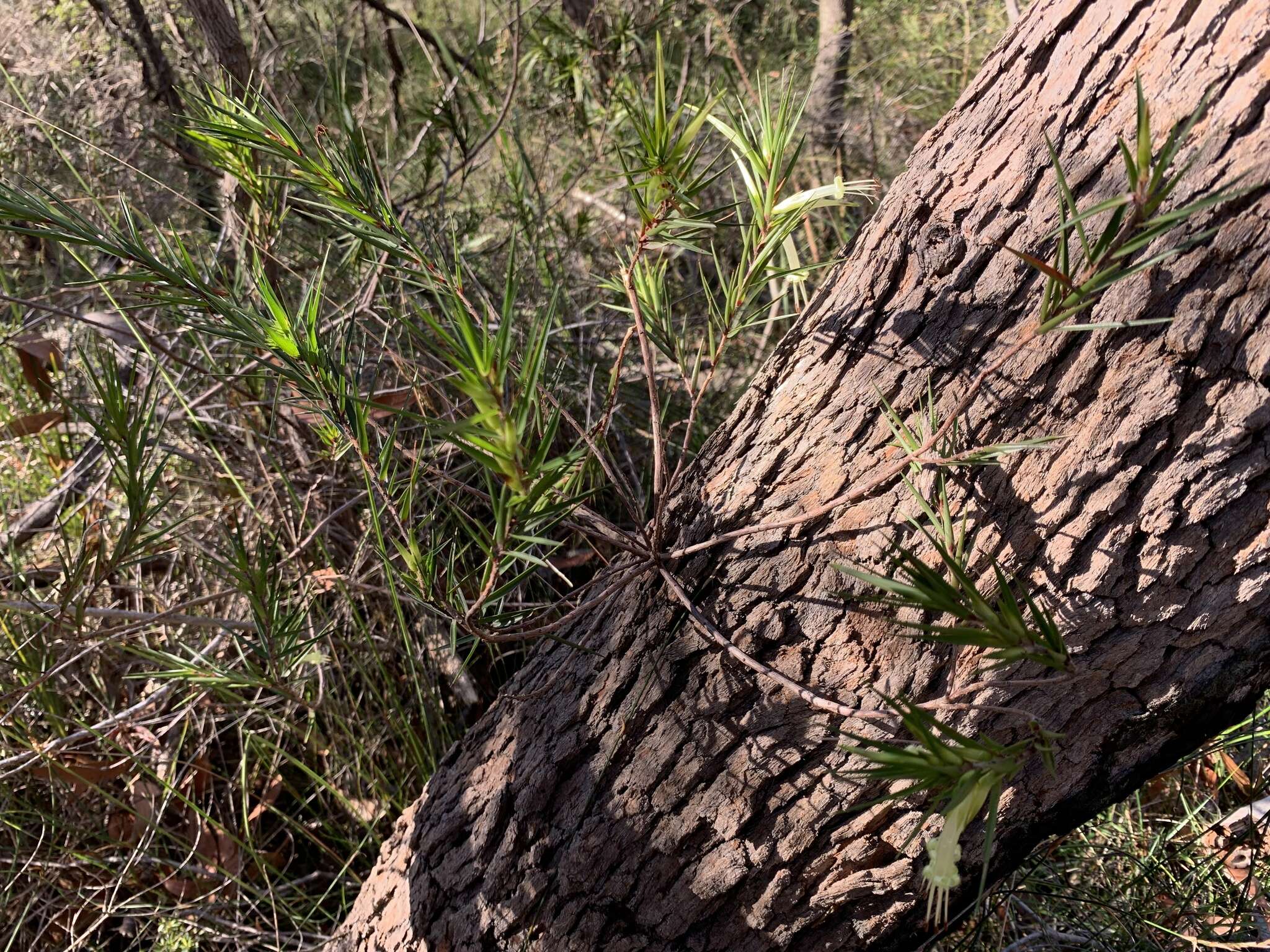 Image of Styphelia longifolia R. Br.