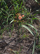 Moraea bifida (L. Bolus) Goldblatt resmi