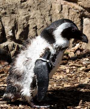 Image of African Penguin