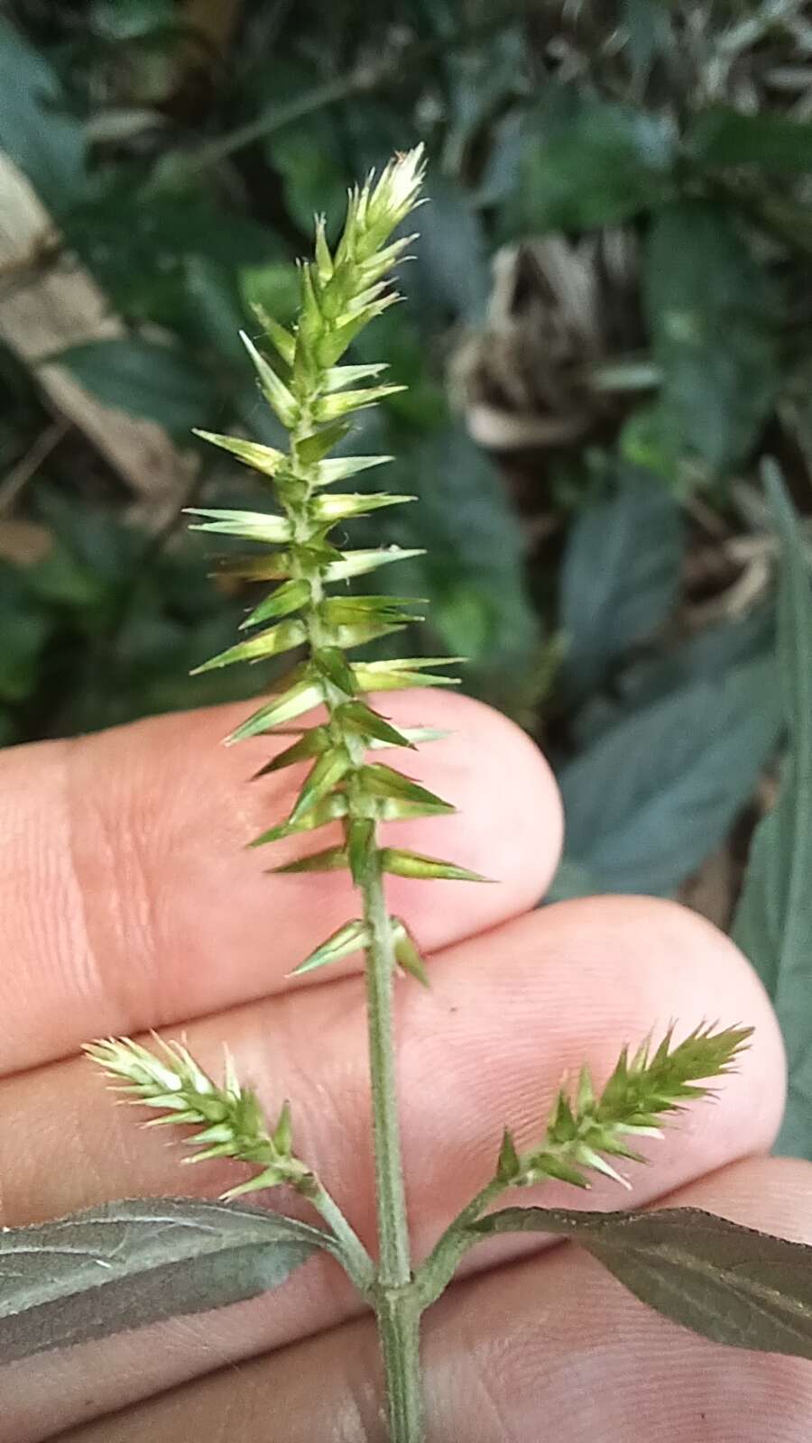 Image of Achyranthes longifolia (Makino) Makino