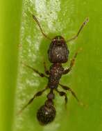 Image of Tetramorium erectum Emery 1895