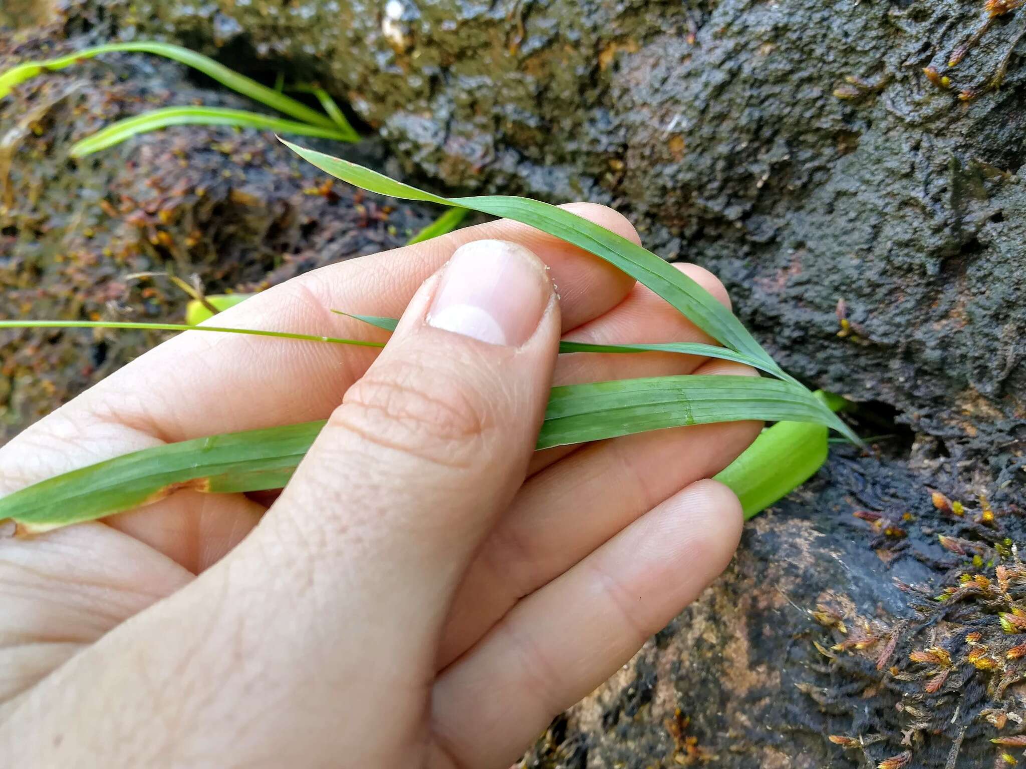 Image of Ixia angelae Goldblatt & J. C. Manning