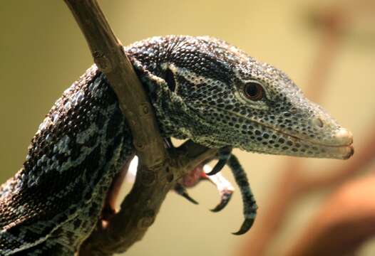 Image of Varanus macraei Böhme & Jacobs 2001