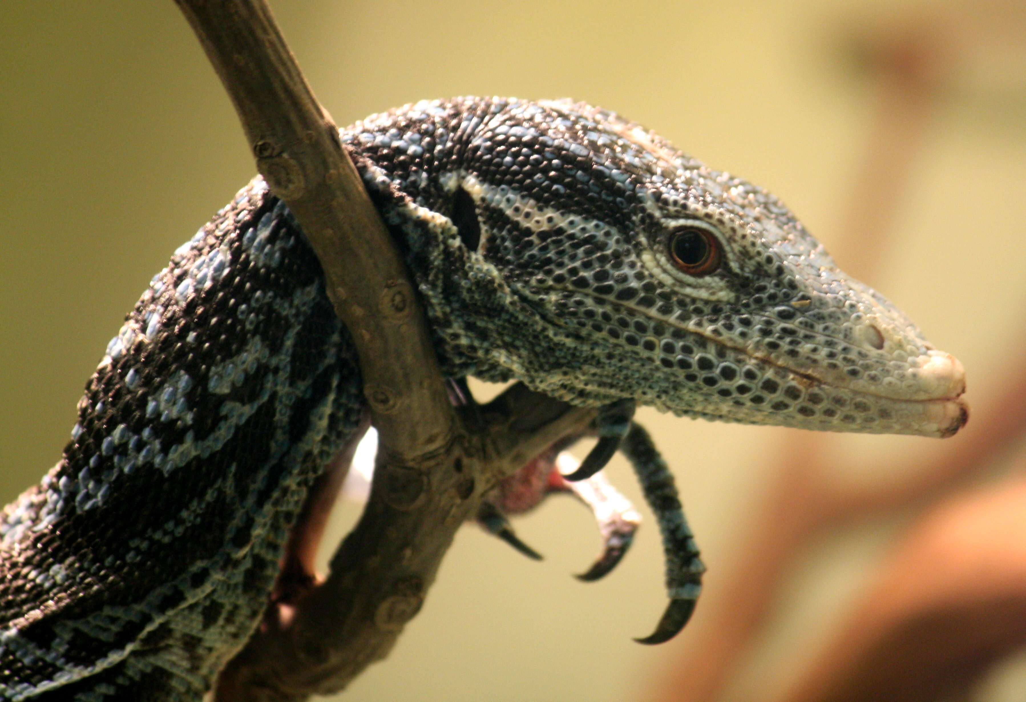 Image of Varanus macraei Böhme & Jacobs 2001