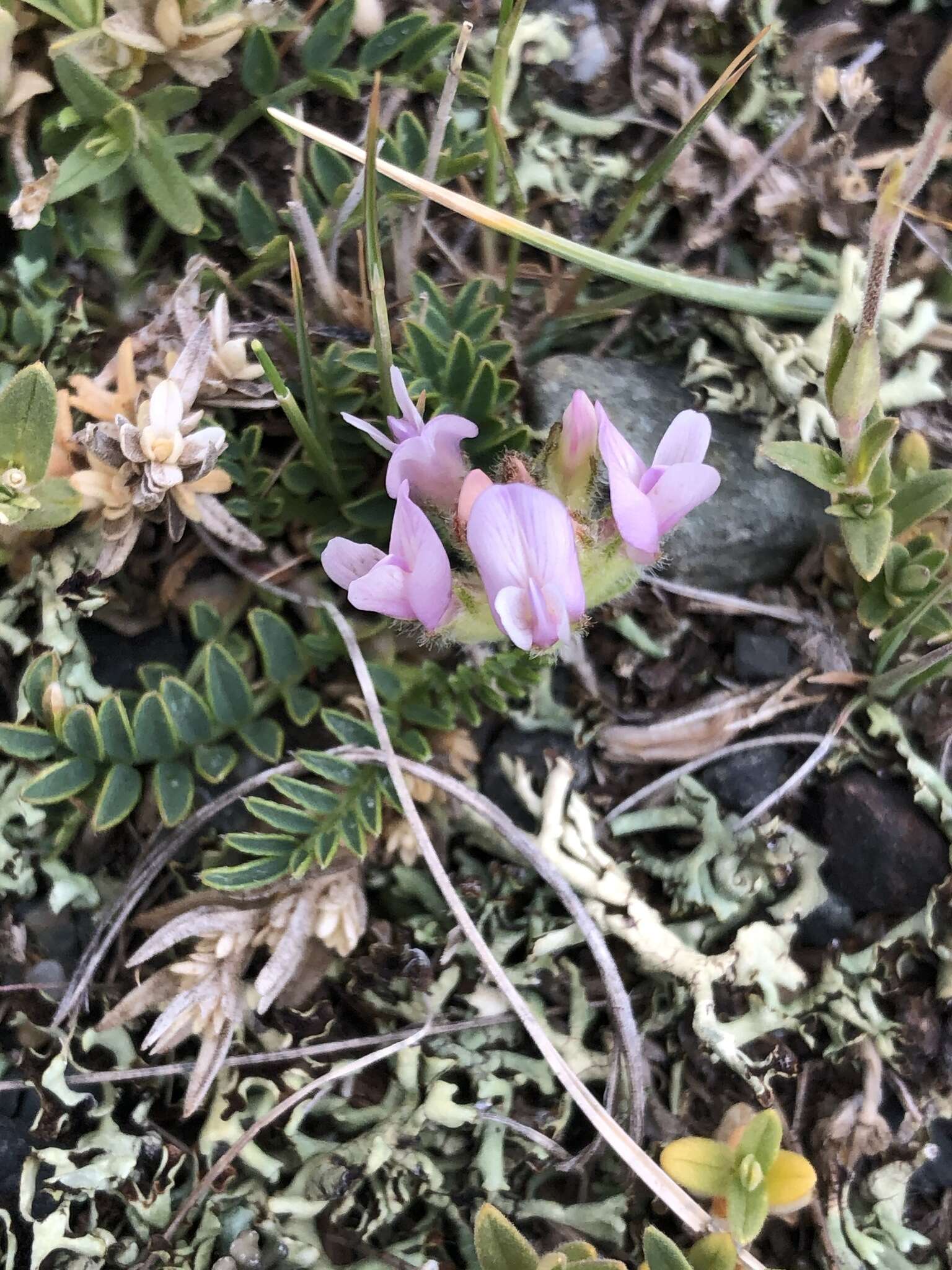 Image of Astragalus galactites Pall.