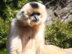 Image of Buff-cheeked Gibbon