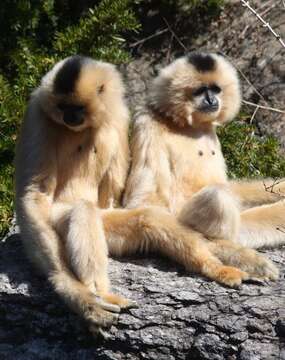 Image of Buff-cheeked Gibbon