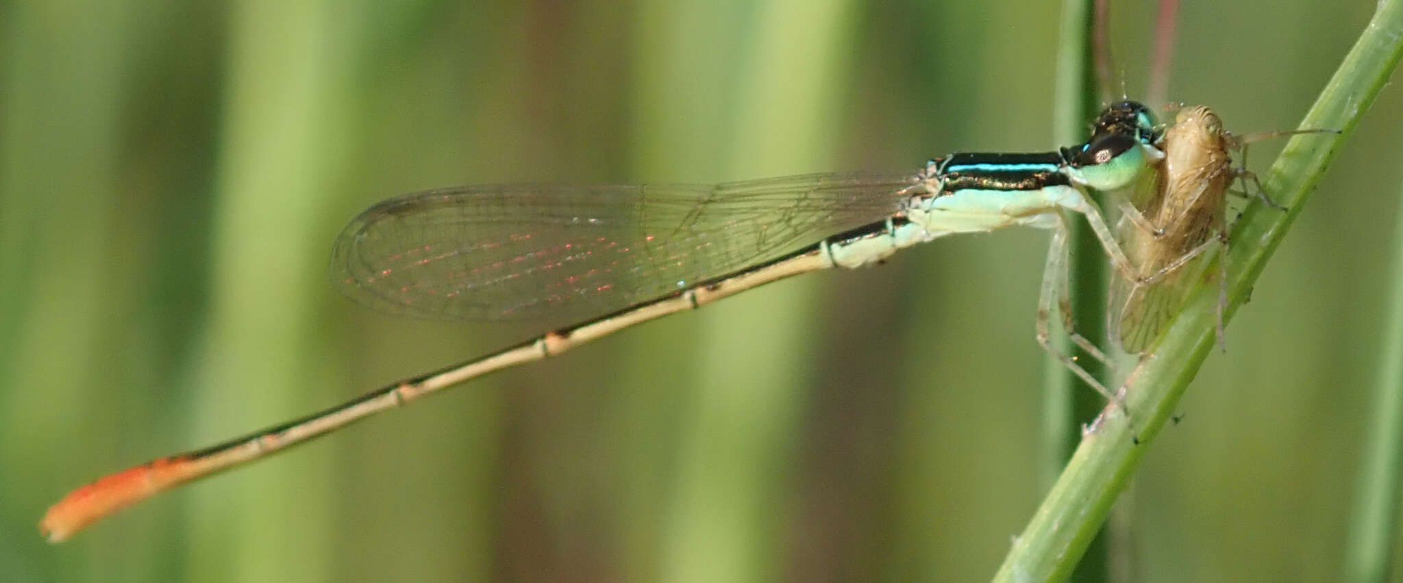 Image of Agriocnemis exilis Selys 1872