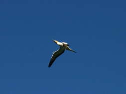 Image of Australasian Gannet