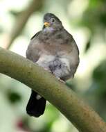 Image of Croaking Ground Dove