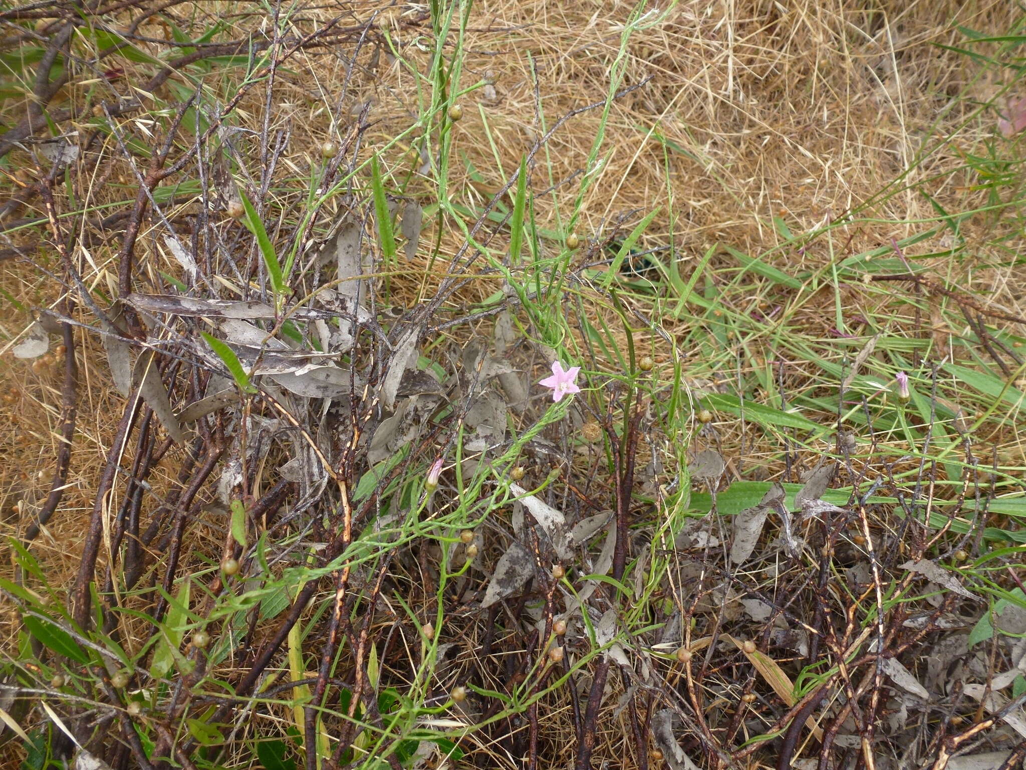 Image of Convolvulus remotus R. Br.