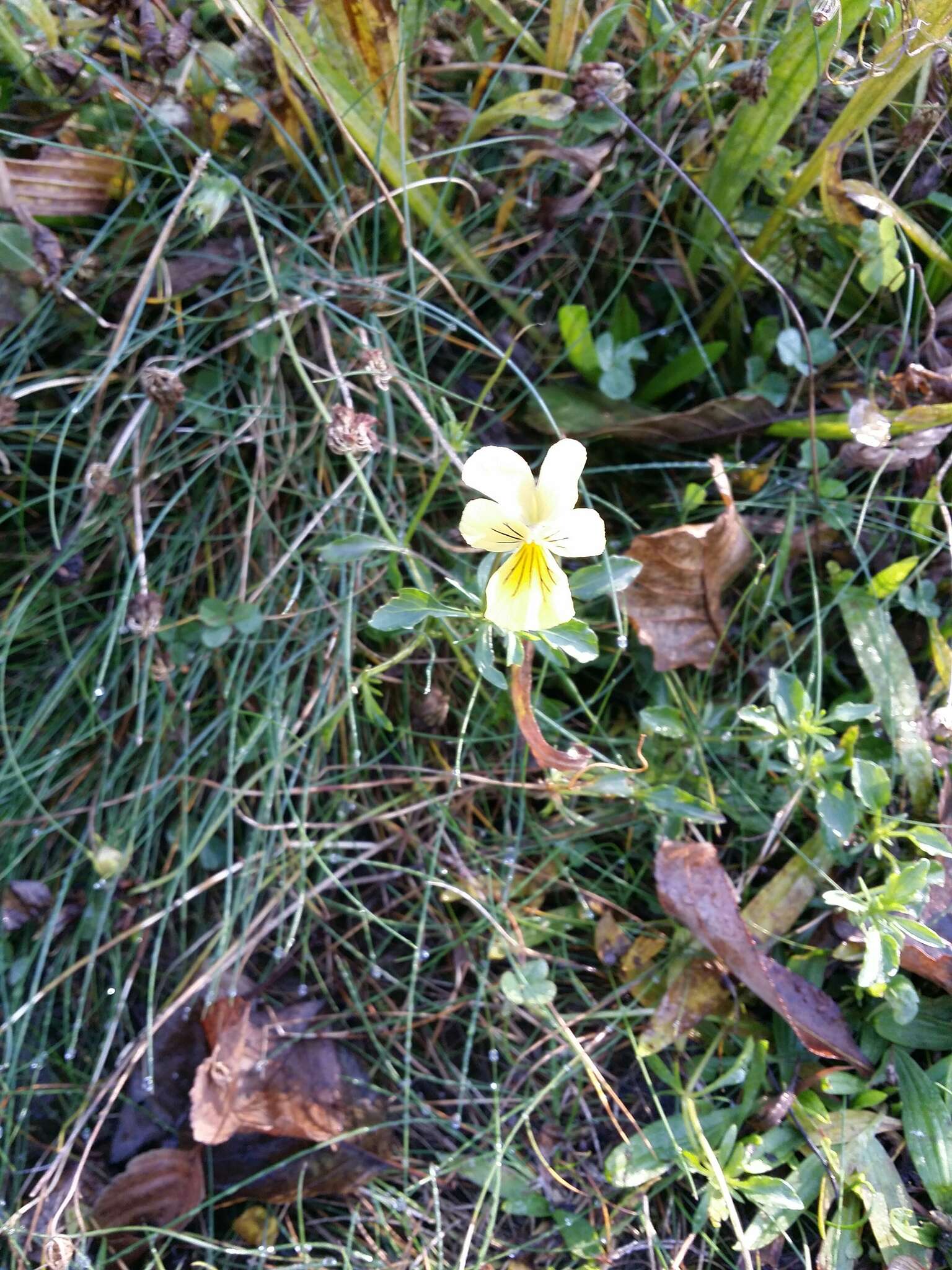 Image of yellow calamine violet