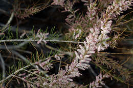 Image of smallflower tamarisk