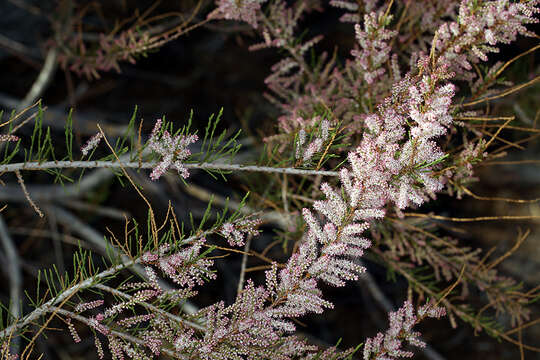 Image of smallflower tamarisk