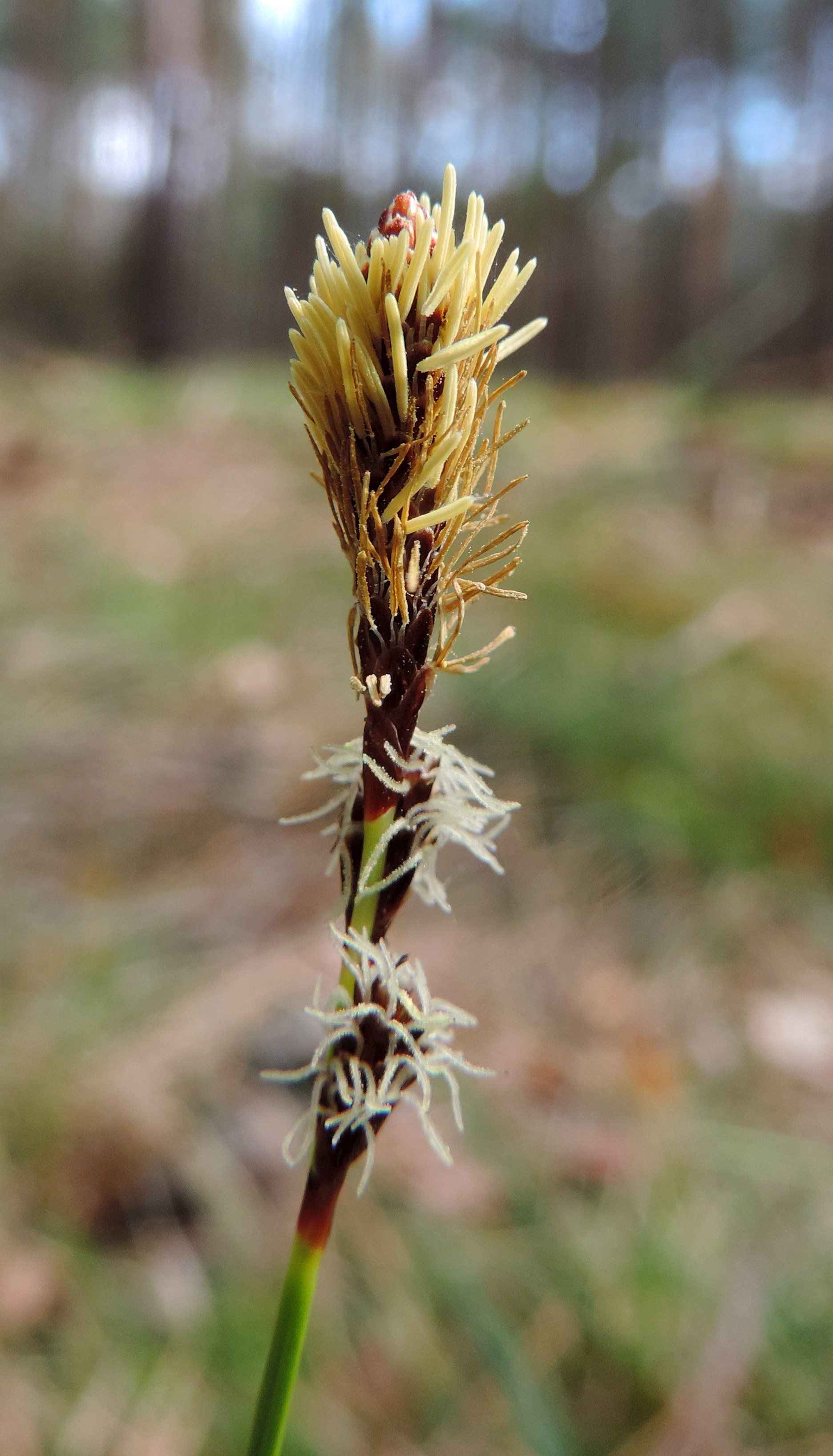 Carex ericetorum (rights holder: Krzysztof Ziarnek, Kenraiz)