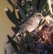 Image of Protea Canary