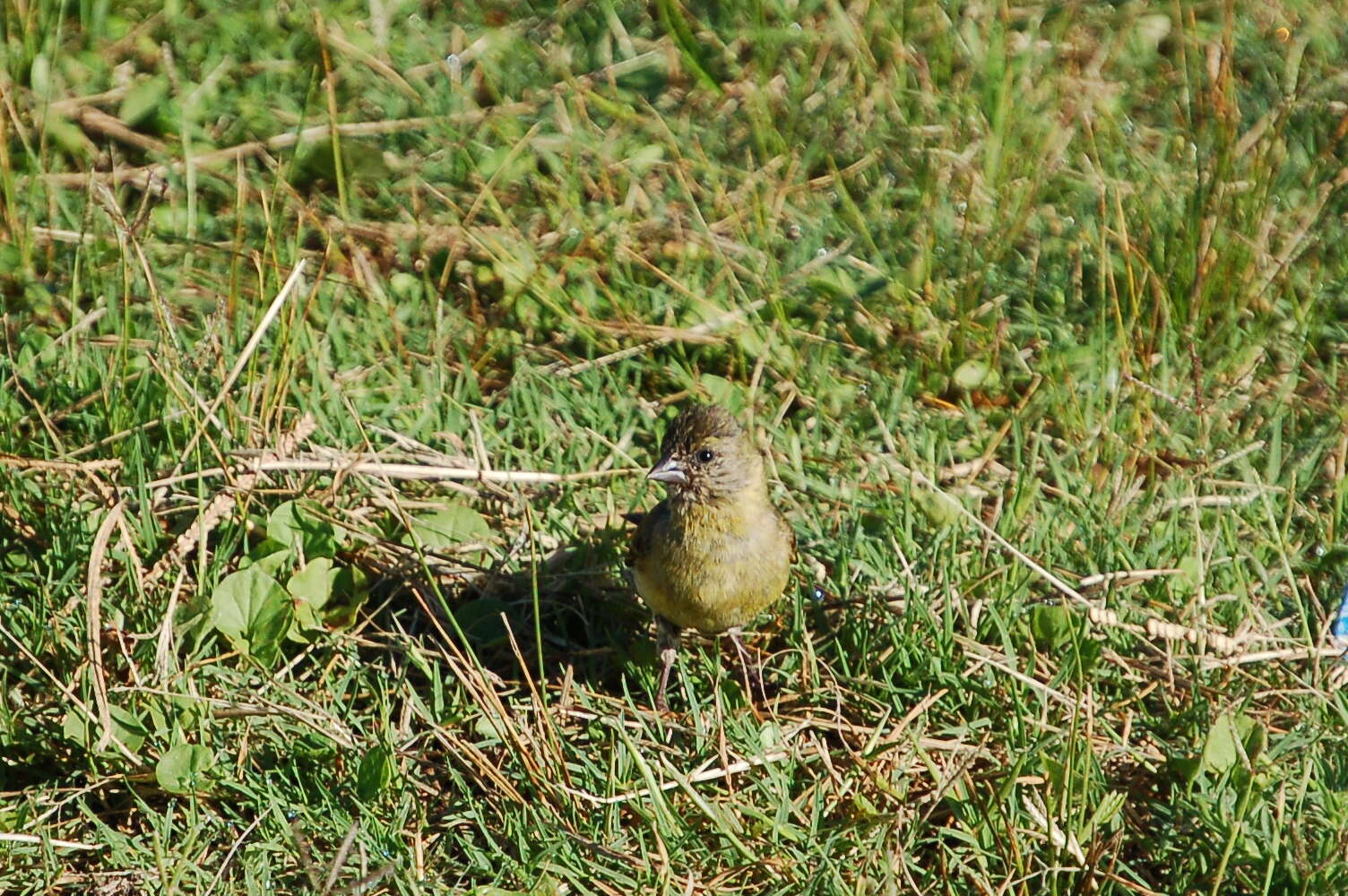 Image of Hooded Siskin