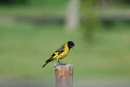 Image of Hooded Siskin