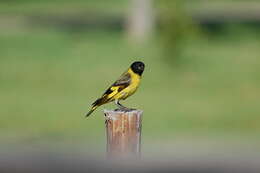 Image of Hooded Siskin