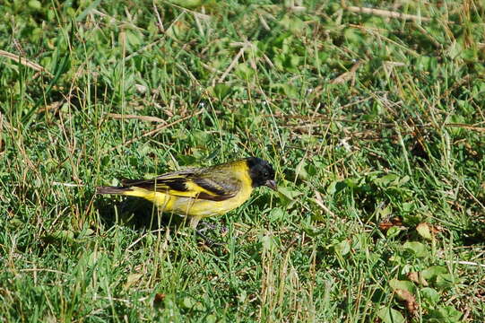 Image of Hooded Siskin