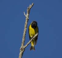 Image of Hooded Siskin