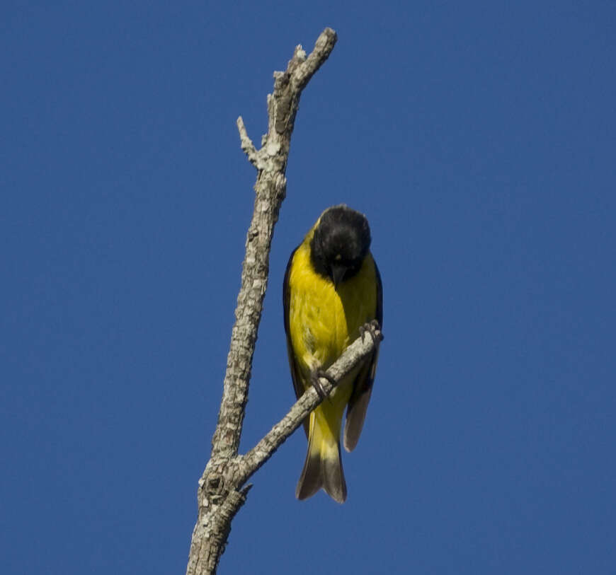 Image of Hooded Siskin